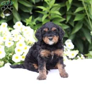 Dakota (F1 B), Cavapoo Puppy